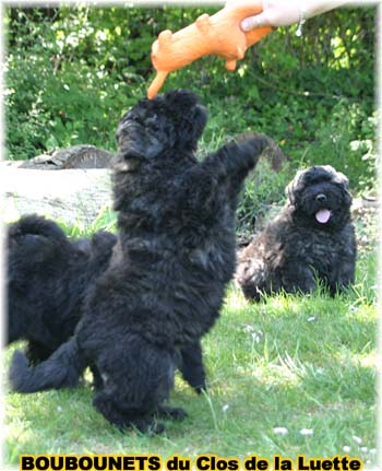 bouvier des flandres photo chiot - Elevage Clos Luette - COPYRIGHT DEPOSE